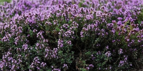 Majčina dušica puzava - opis